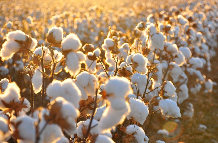 Cotton Farmers Encouraged to Secure Timely Insurance with Government Aid