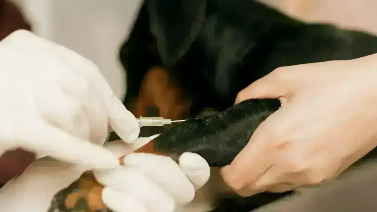 Veterinarian treating a small dog, illustrating pet health insurance coverage
