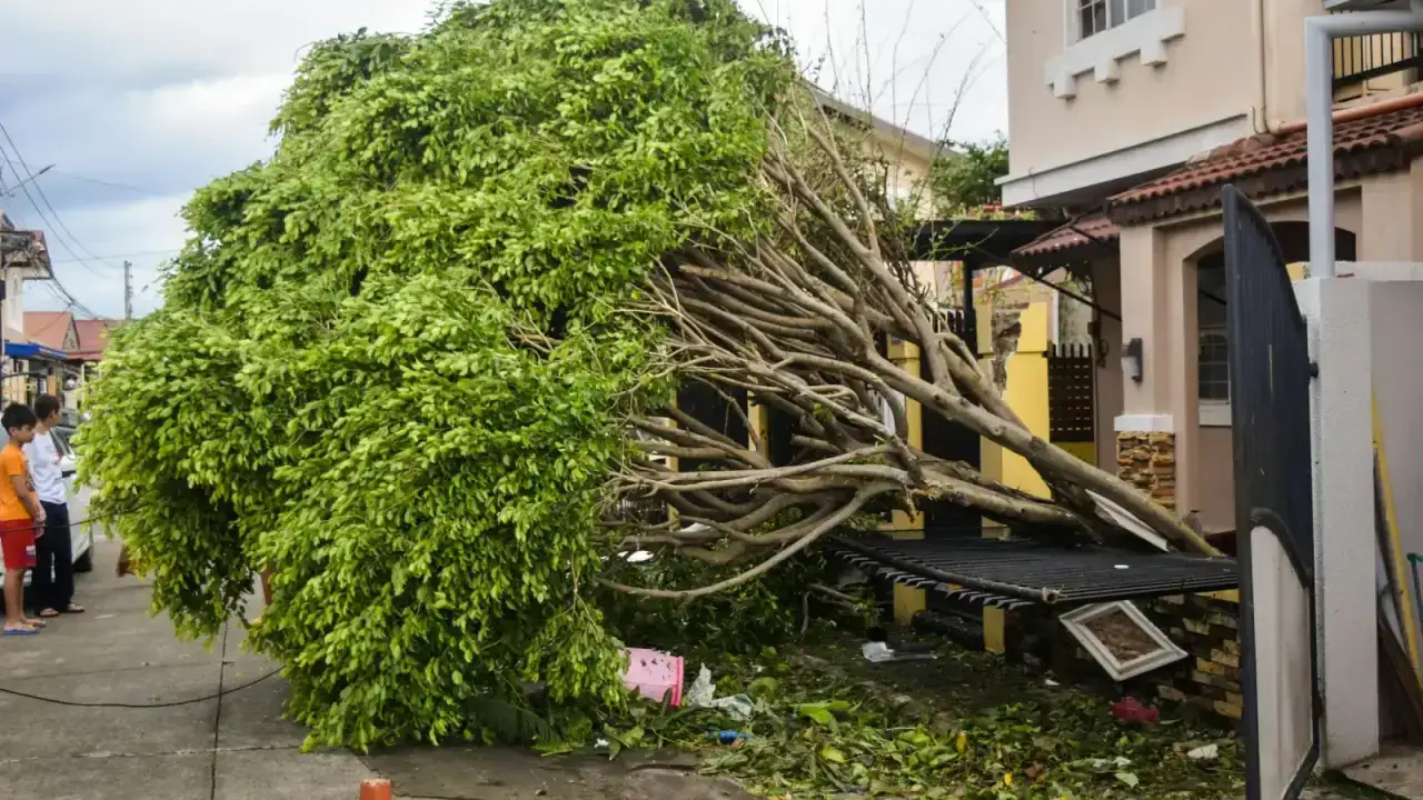 Large fallen tree resting on a damaged house after a storm illustrating a homeowners insurance claim