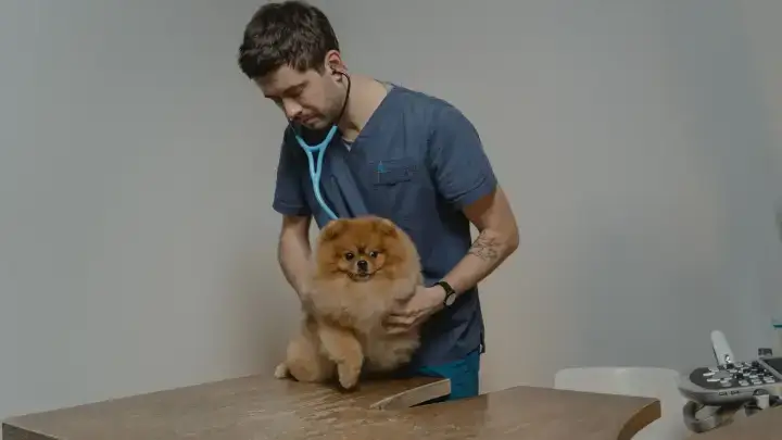 Dog being examined at a veterinary clinic for a pet insurance waiting-period guide